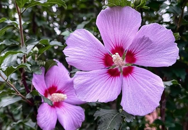 7 Pro Tips for Phenomenal Rose of Sharon Plants