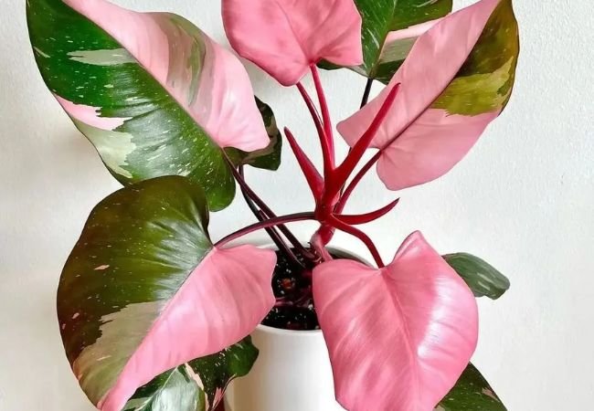 7 Simple Secrets for a Thriving Pink Princess Philodendron
