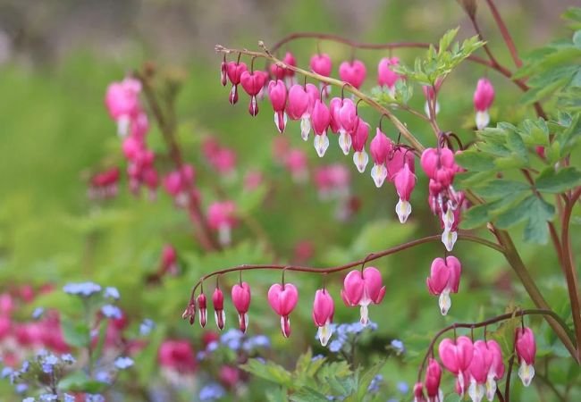 A Complete Guide to Growing Bleeding Heart Flowers