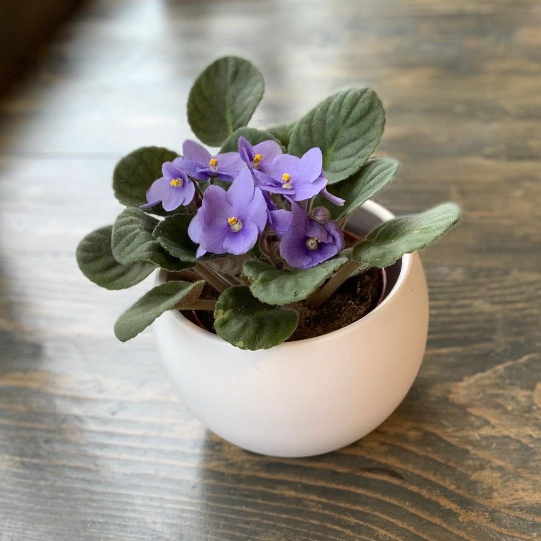African violet in a white pot on a wooden table.