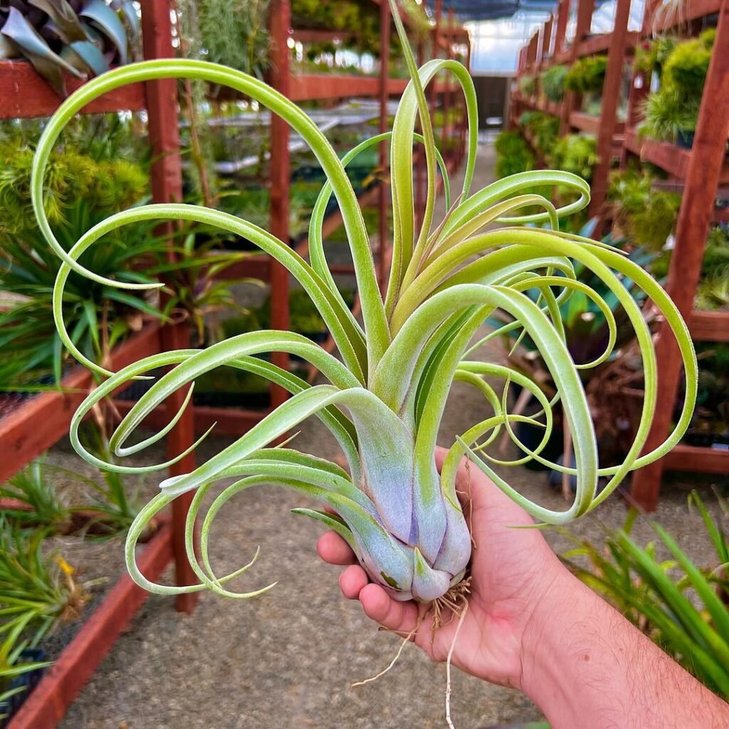 A person gently cradling an Air Plant (Tillandsia spp.) in their hand, showcasing the delicate beauty of this unique plant.
