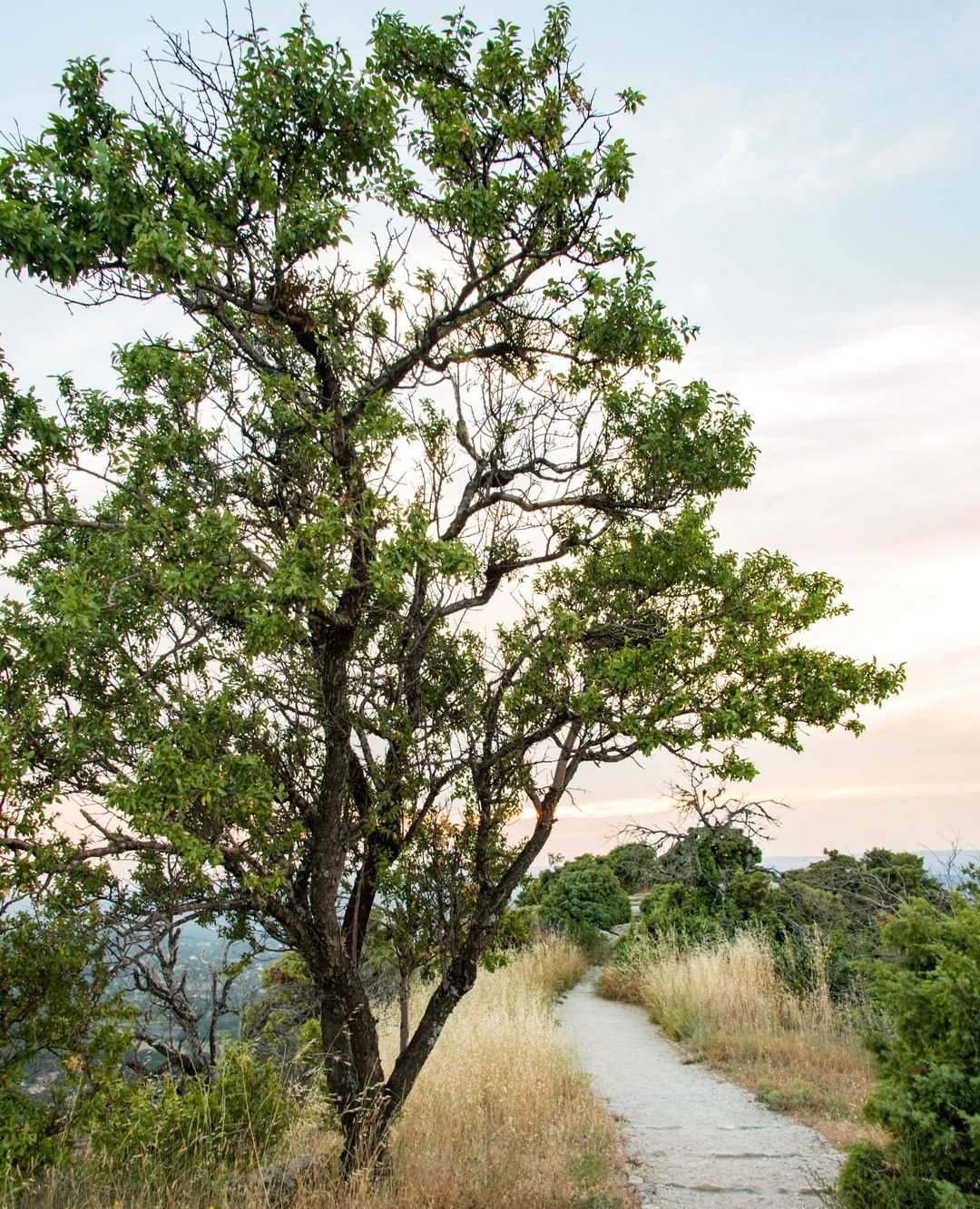 A beautiful almond tree stands on a path near a hill, creating a serene and picturesque scene. almond nut tree