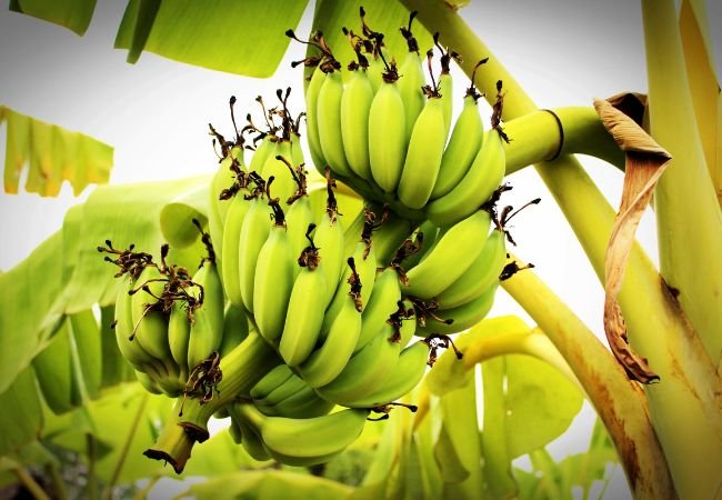 Cluster of bananas hanging from a banana tree.