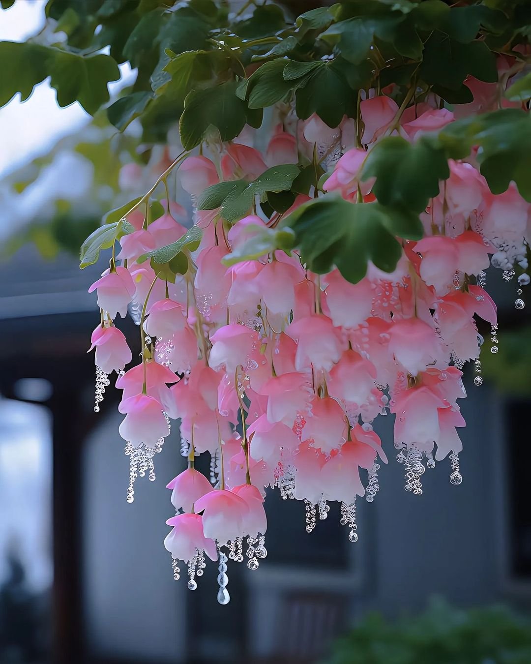 Pink Begonia flower hanging gracefully from a tree branch.