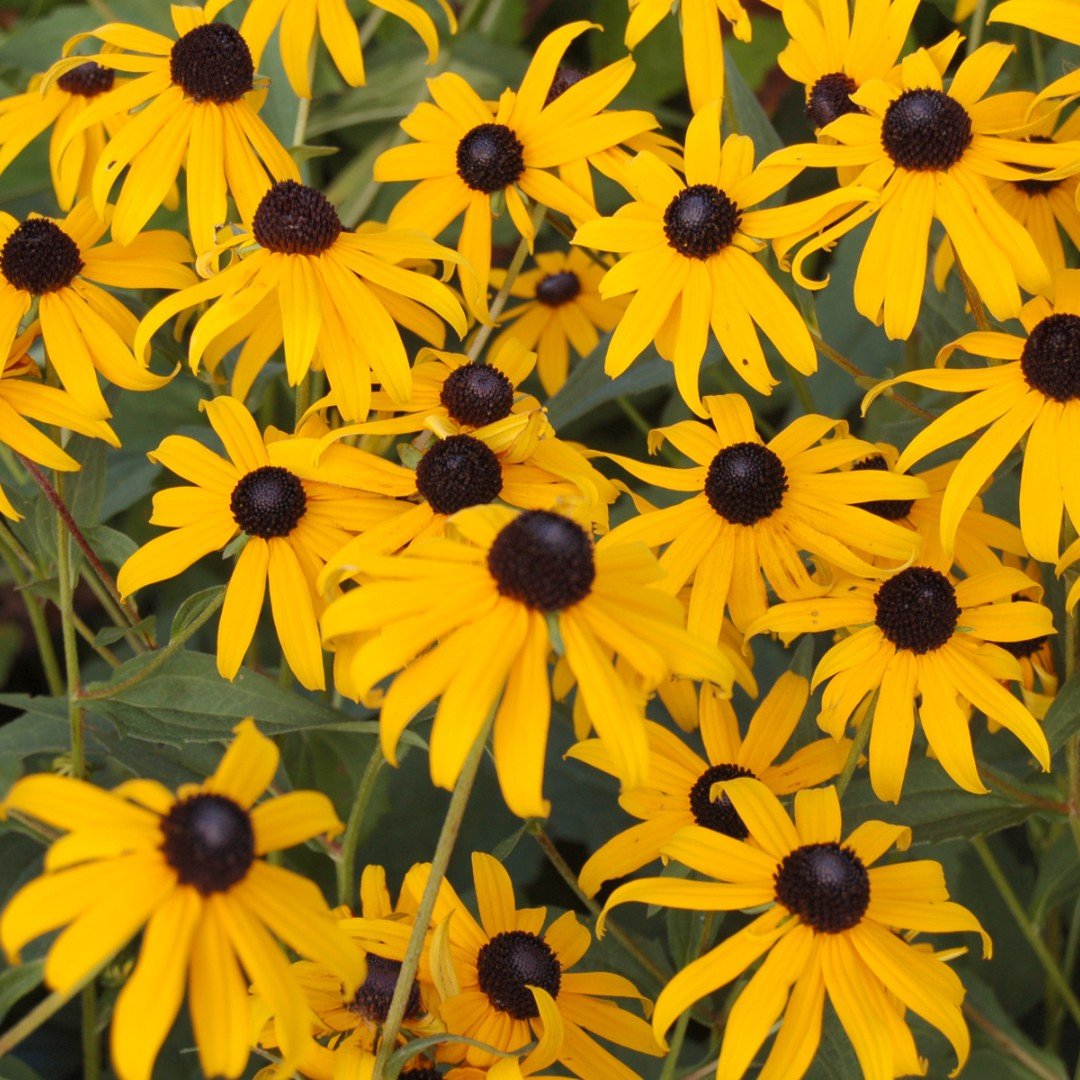 Yellow Black-Eyed Susans blooming in a group.