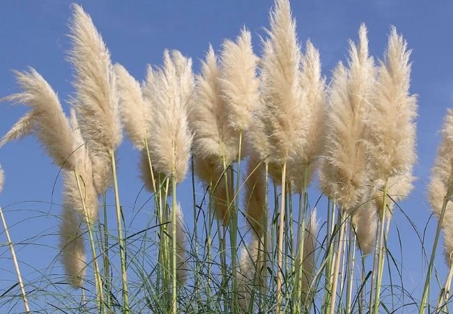 Can’t Get Pampas Grass to Grow? Here’s What You Need to Know