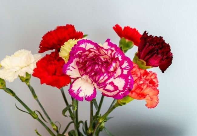 Carnation Cultivation Mastery: A Comprehensive Guide to Growing Vibrant Blooms