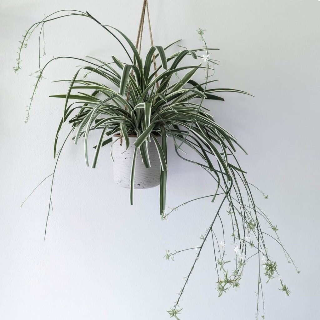 A Chlorophytum comosum Spider plant with long green leaves hanging gracefully.