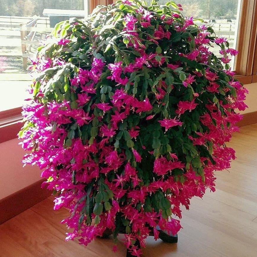 A Christmas Cactus with pink flowers sits in a large pot, placed in front of a window.