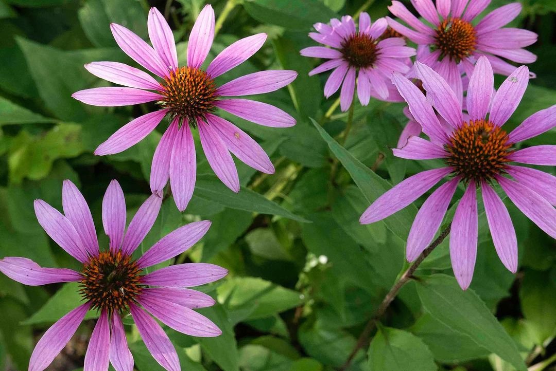 Purple coneflowers with vibrant green leaves in a garden.
