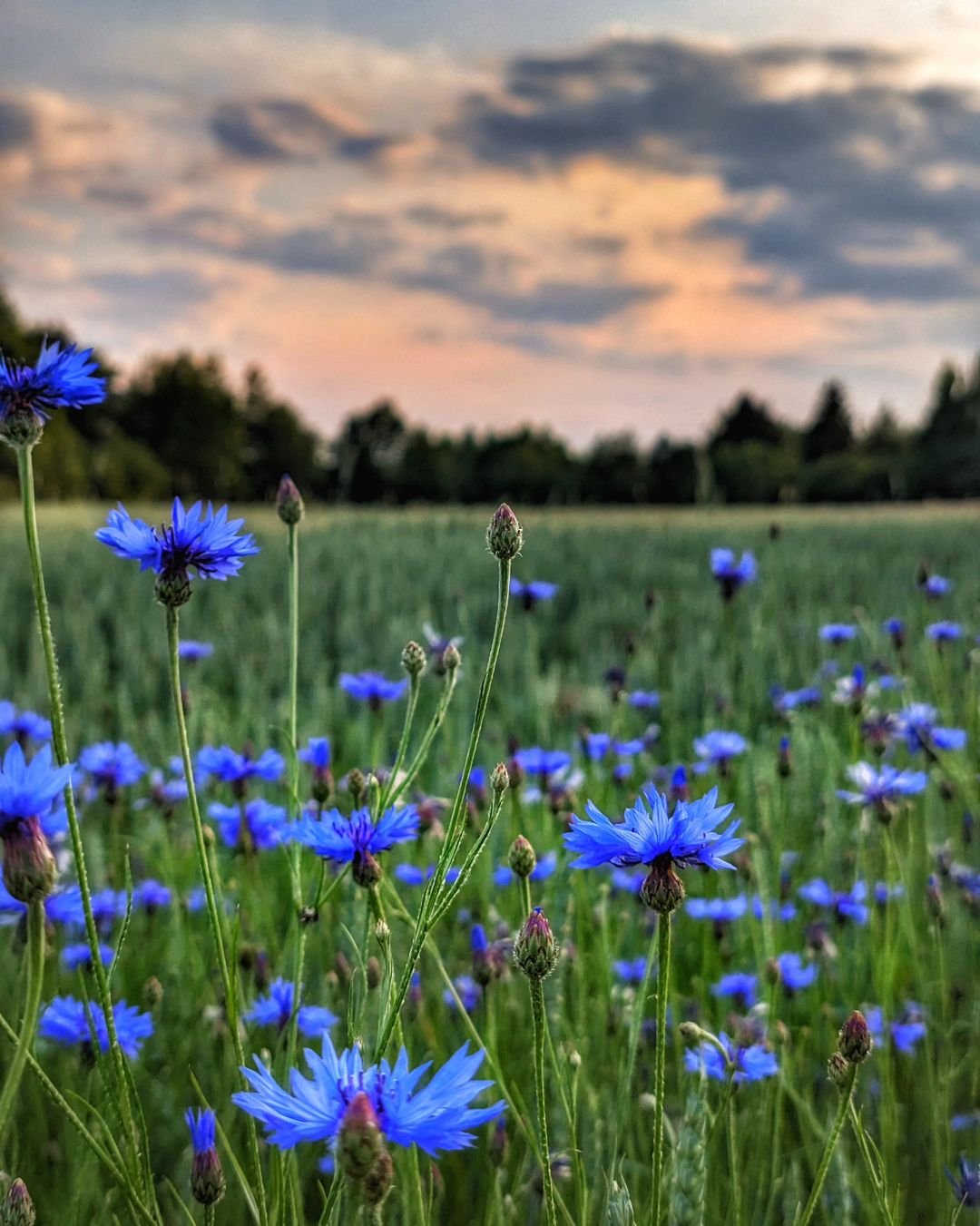 Vibrant blue cornflowers in a field under the setting sun.