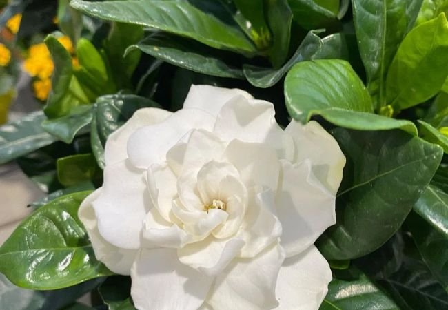 Cultivating Fragrant Elegance: A Comprehensive Guide to Growing Gardenias