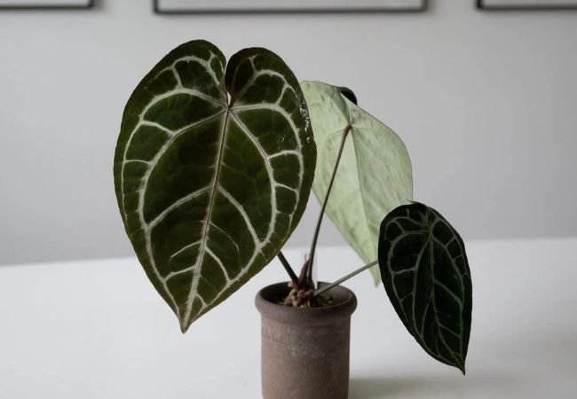 Cultivating a Tropical Oasis: A Guide to Growing Captivating Anthurium Plants