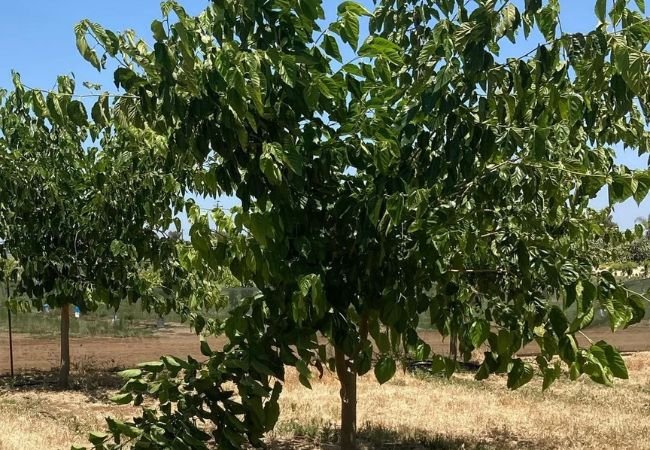 Cultivating the Fruitful Bounty: A Guide to Growing Mulberry Trees