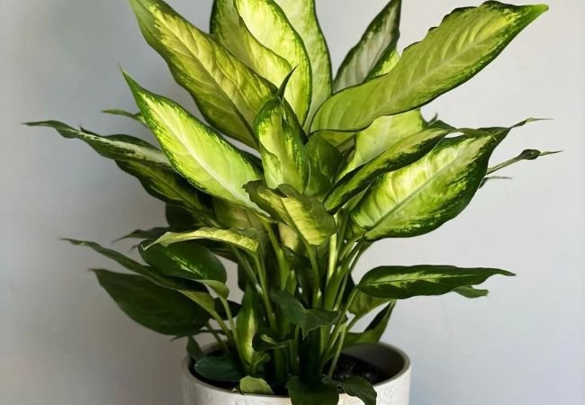 Dieffenbachia Essentials: Cultivating Bold, Patterned Tropicals