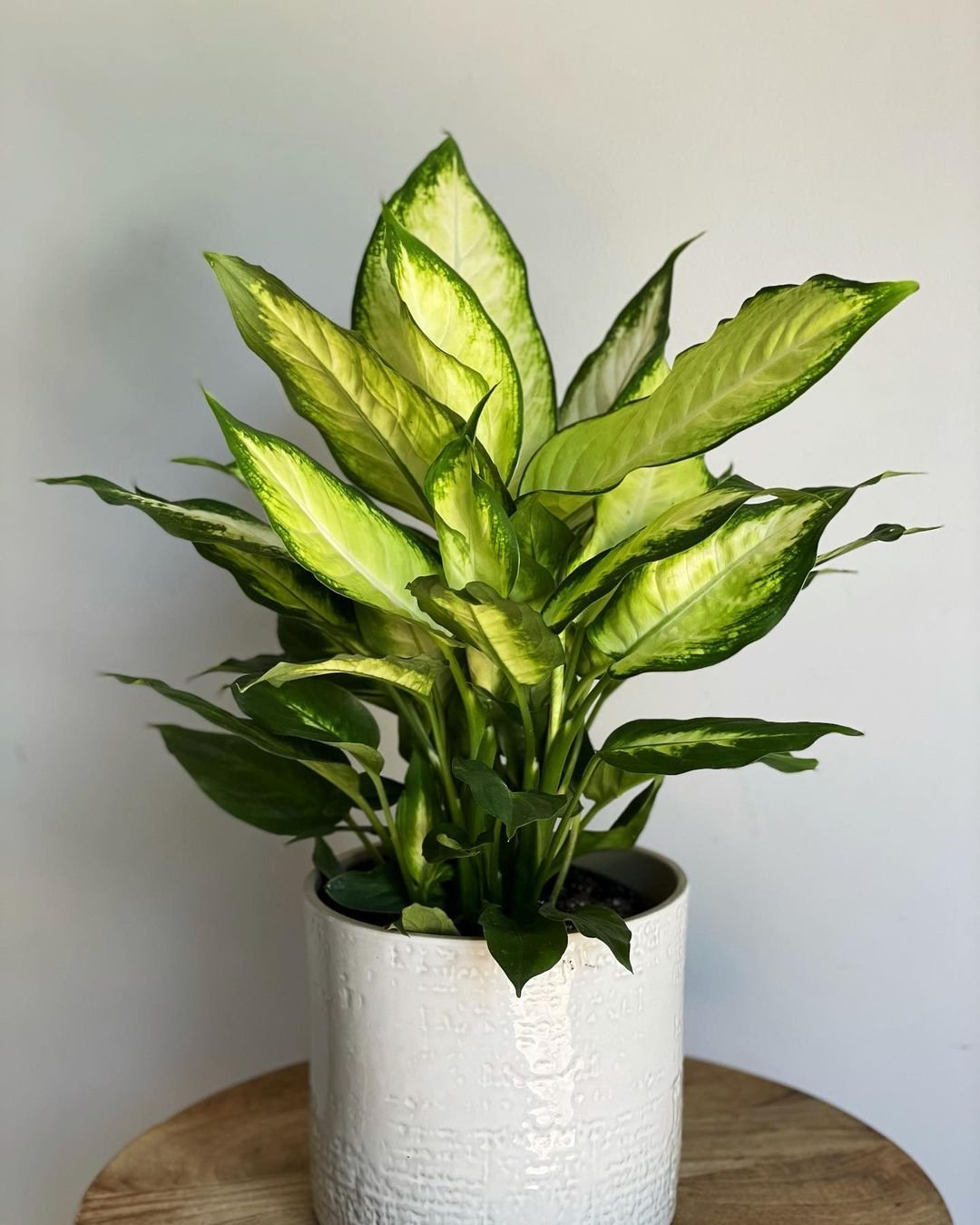 A white pot with a green Dieffenbachia plant.