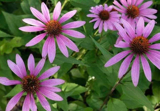 Exploring the Enchanting Tennessee Coneflower