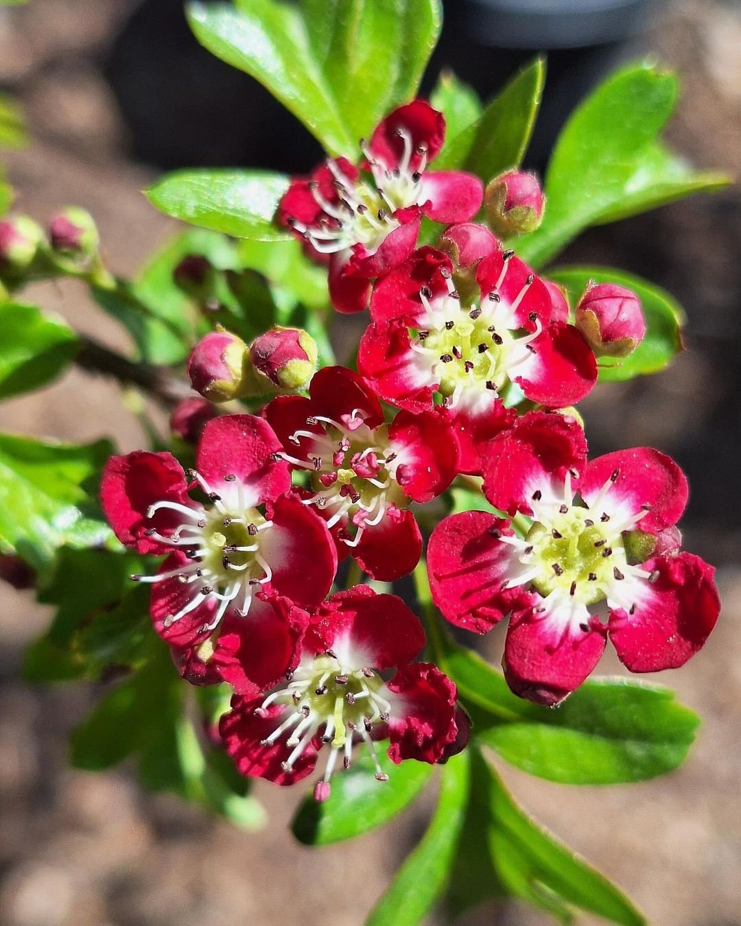 Red hawthorn flower with white centers blooming on a plant.
