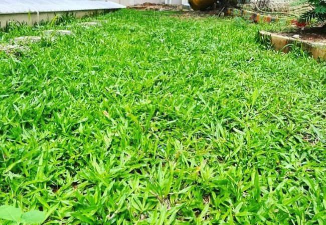 How Do You Care for a Buffalo Grass Lawn?