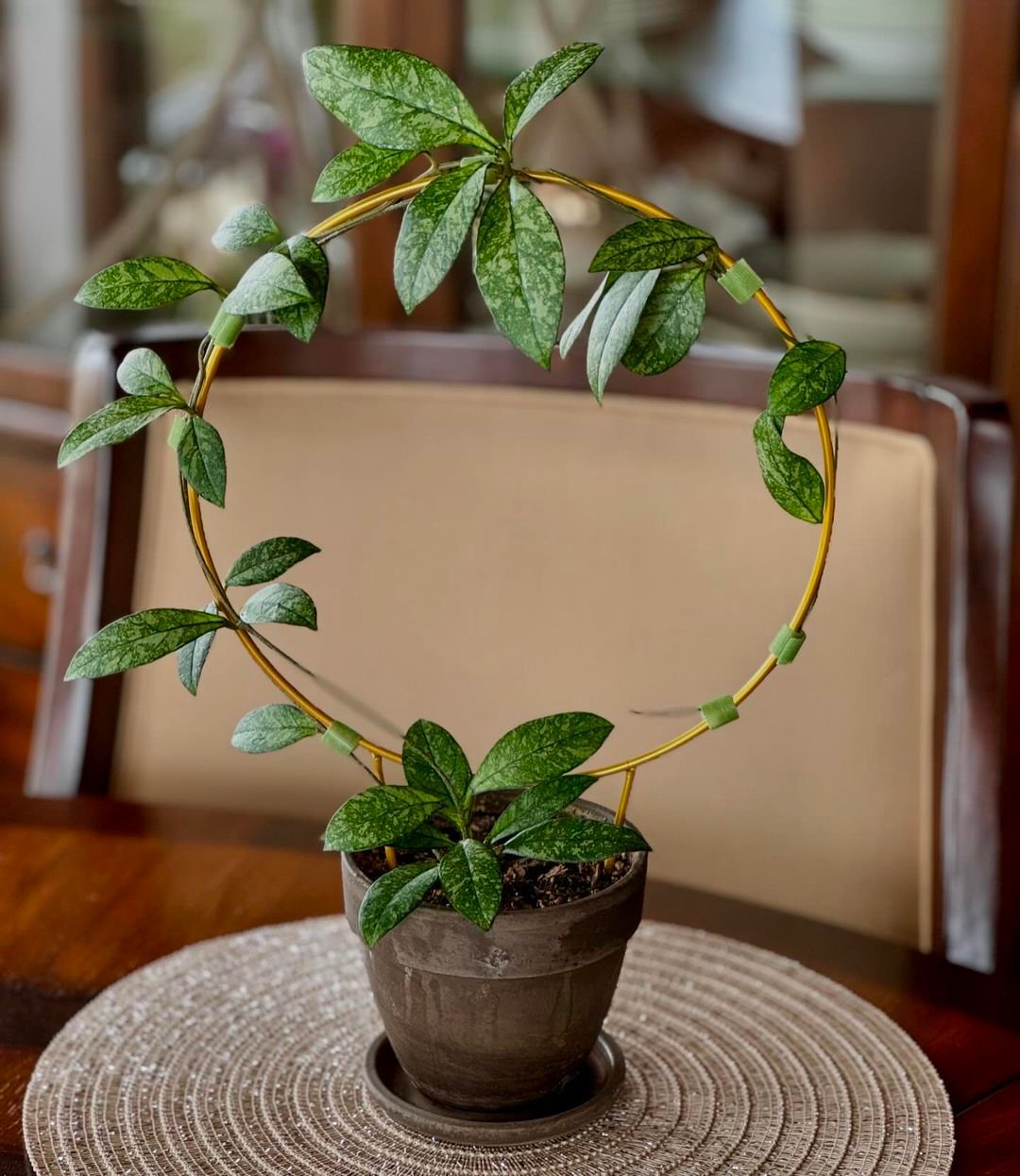 A Hoya plant in a pot on a table with a circular wire around it.