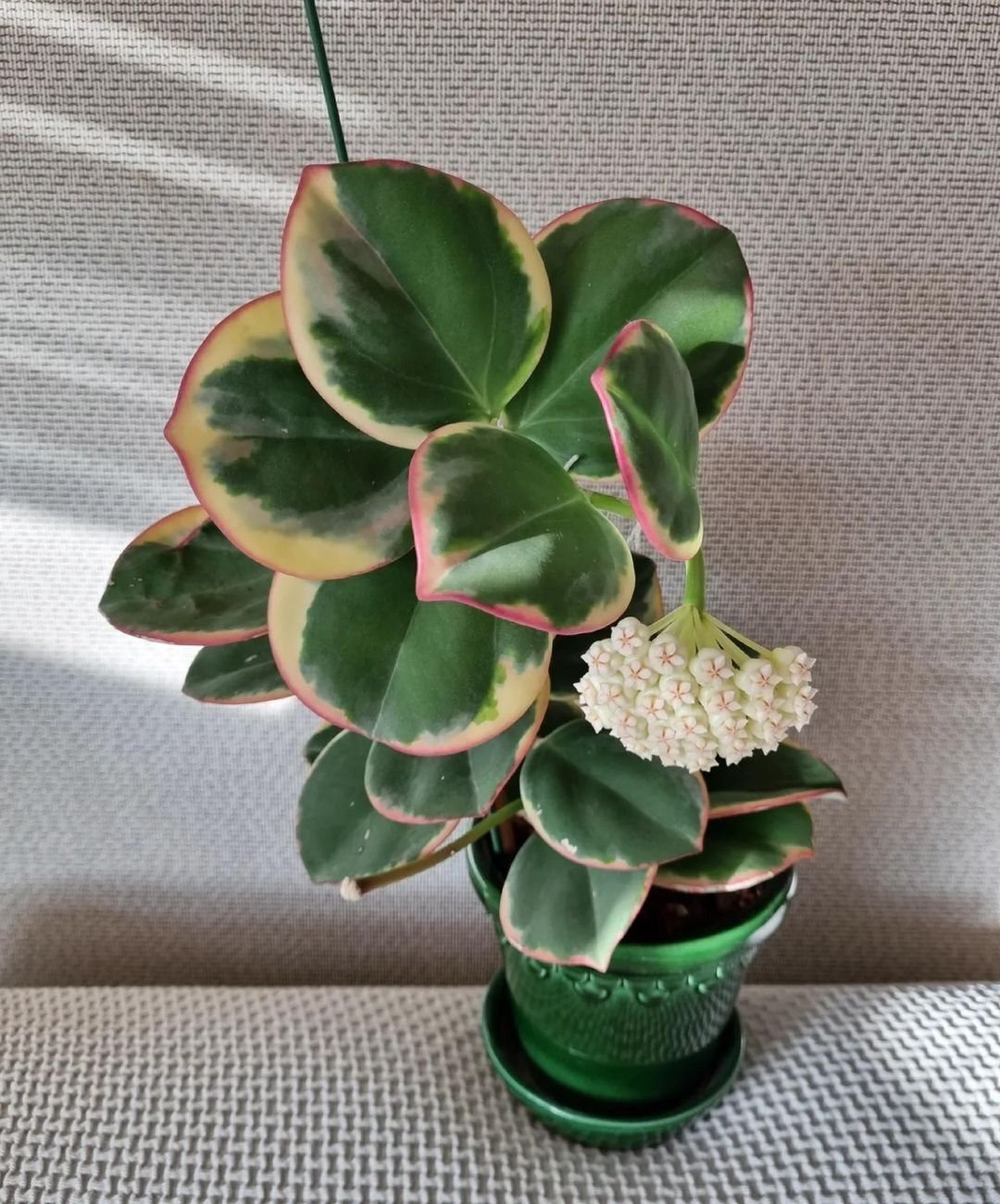  Green Hoya plant with white and pink flowers in a pot.
