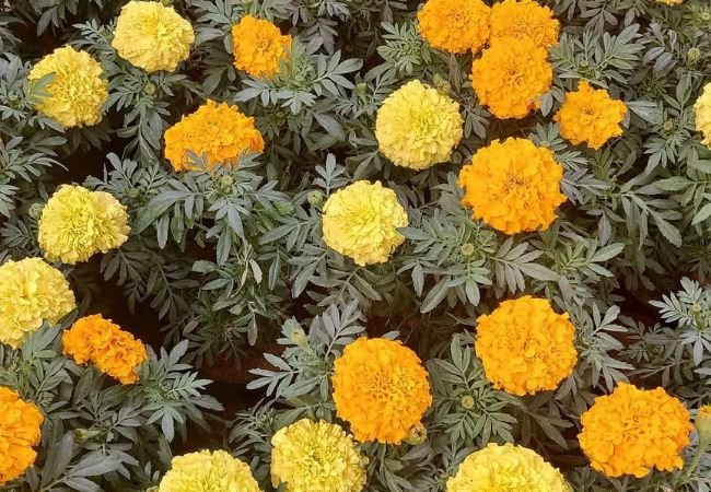 Marigold Magic: Your Ultimate Growing Guide