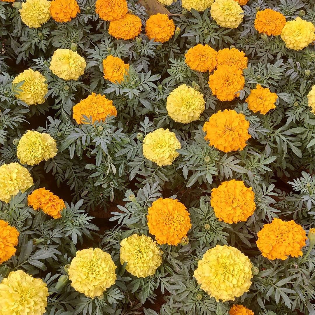 A vibrant field of marigolds, displaying a stunning array of yellow and orange flowers.