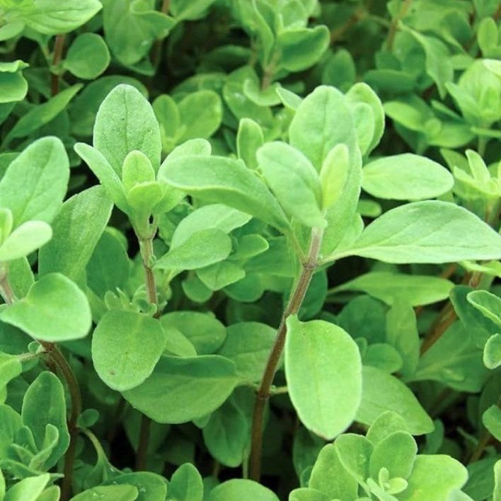 Vibrant green leaves of a marjoram plant captured in a close-up shot.
