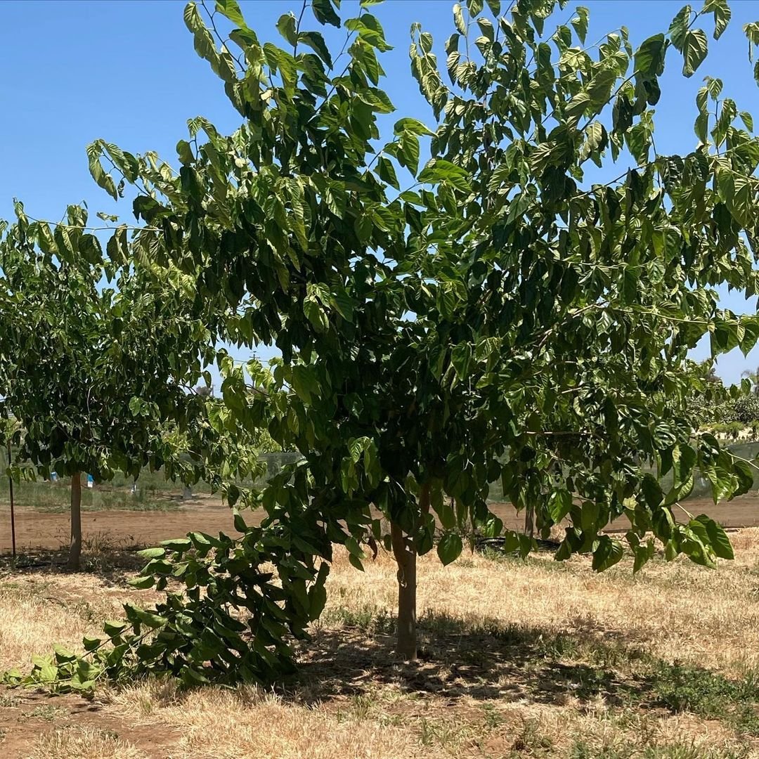 A picturesque Mulberry tree with fresh green leaves in an expansive field.