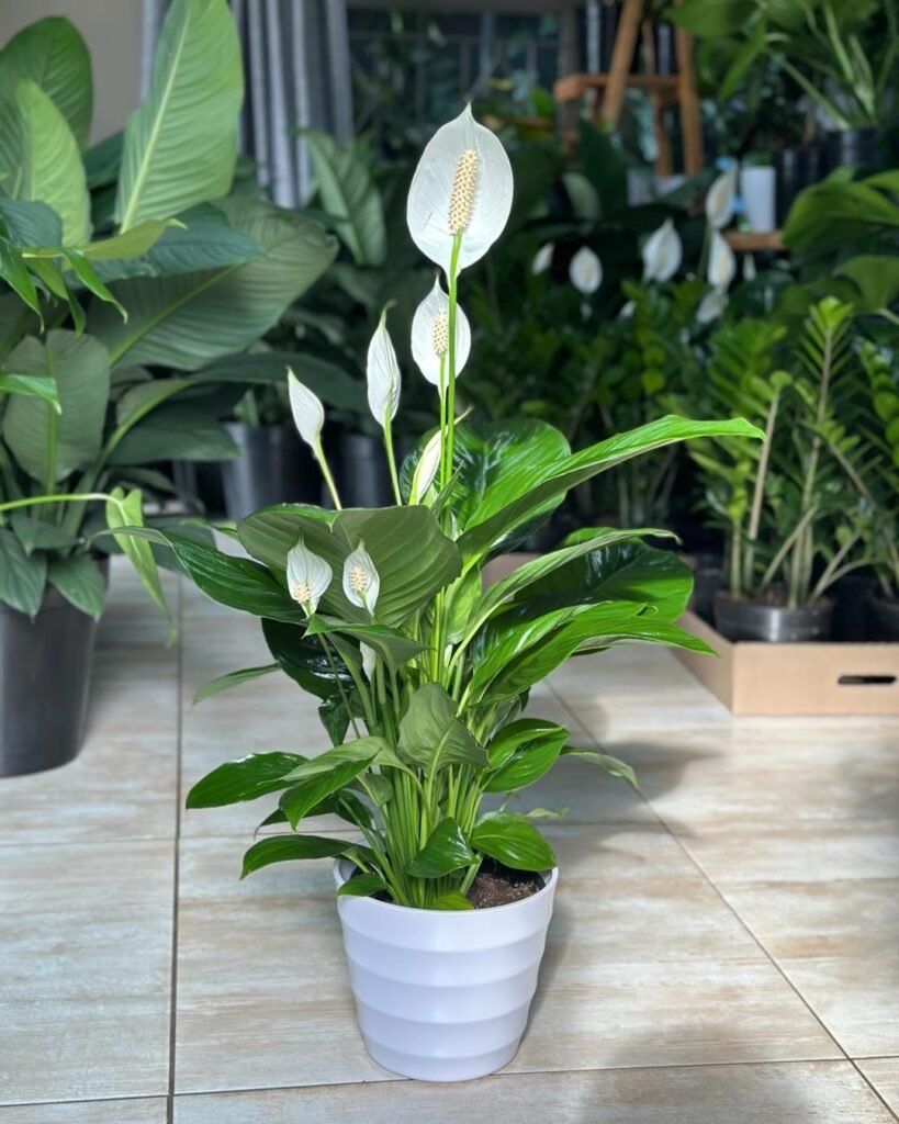 White Peace Lily (Spathiphyllum spp.) plant in pot on tile floor.