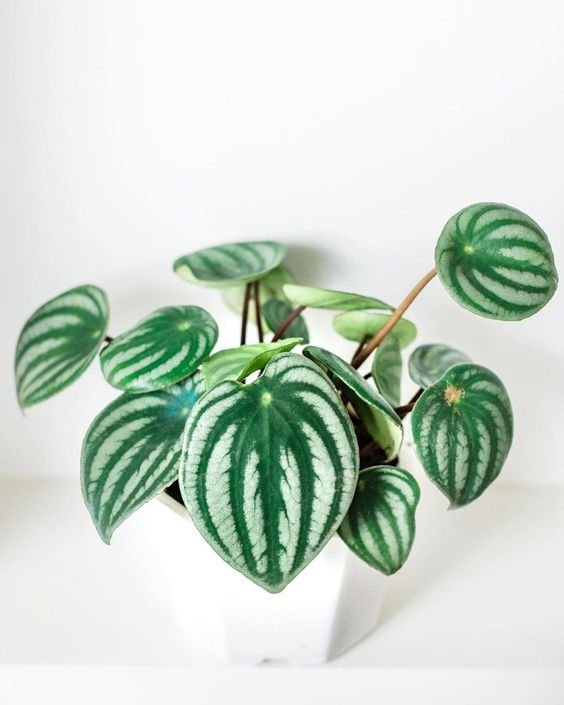 A white pot containing a Peperomia plant, characterized by its green and white leaves.