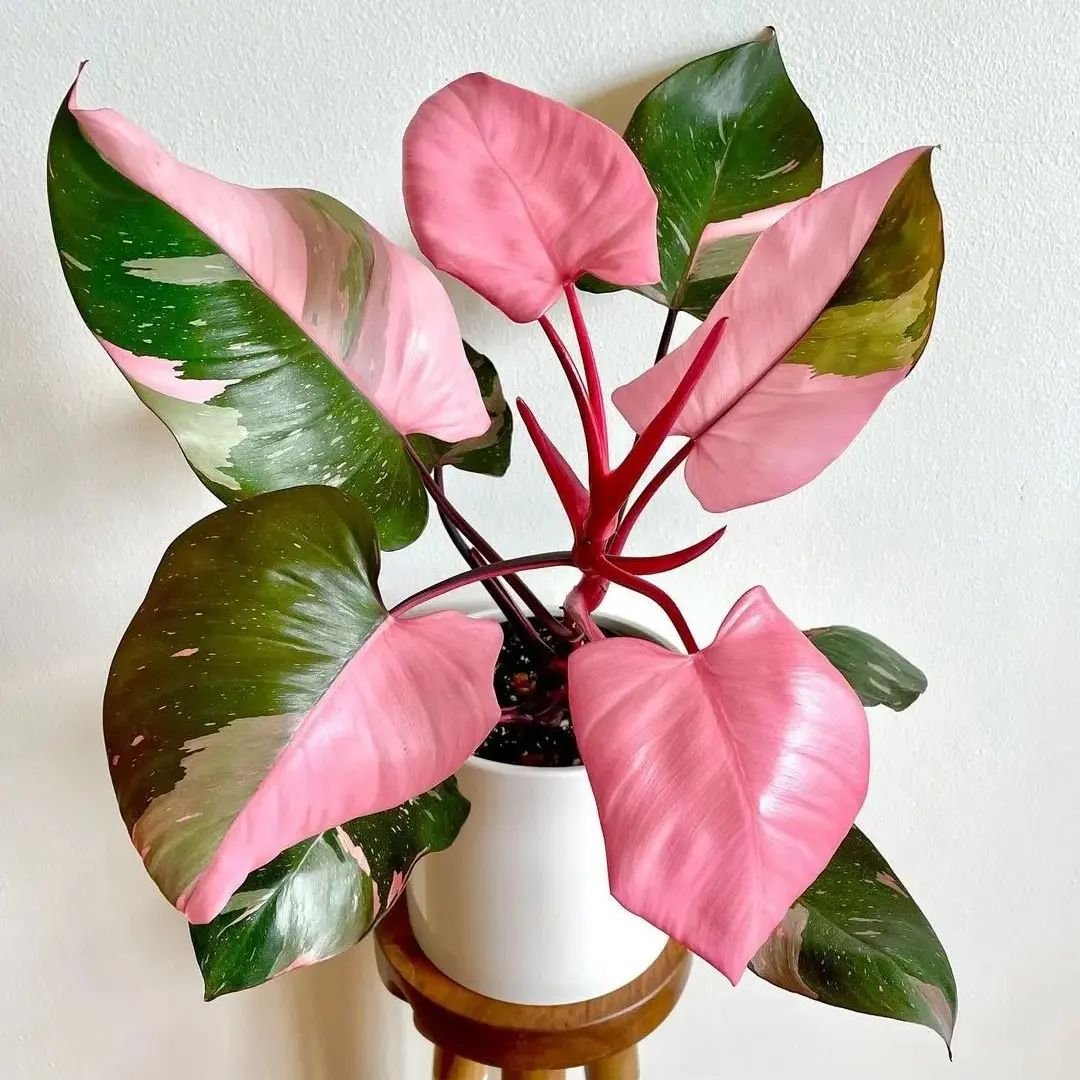 Pink Princess philodendron in white pot.
