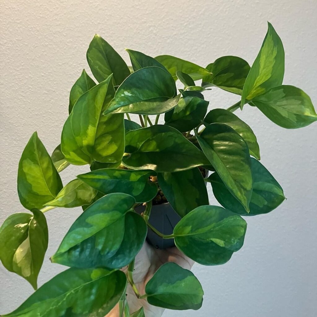 A person holding a potted plant with green leaves - Pothos (Epipremnum aureum) in their hands.