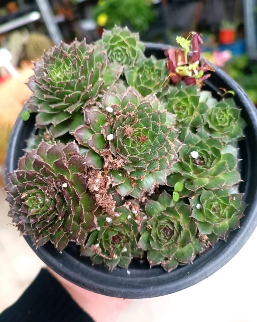 A person holding a small Sempervivum plant in a black pot, showcasing the beauty of nature's resilience.
