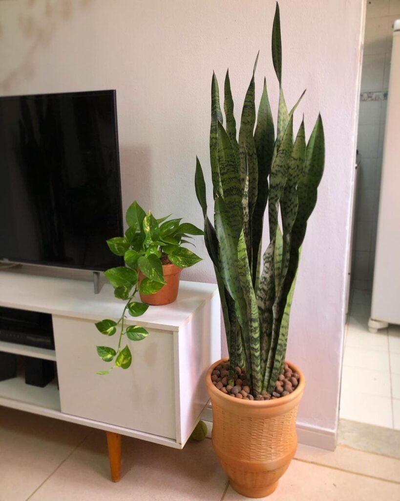 A potted snake plant resting on a table, featuring its distinctive leaves and adding a touch of nature to the space.