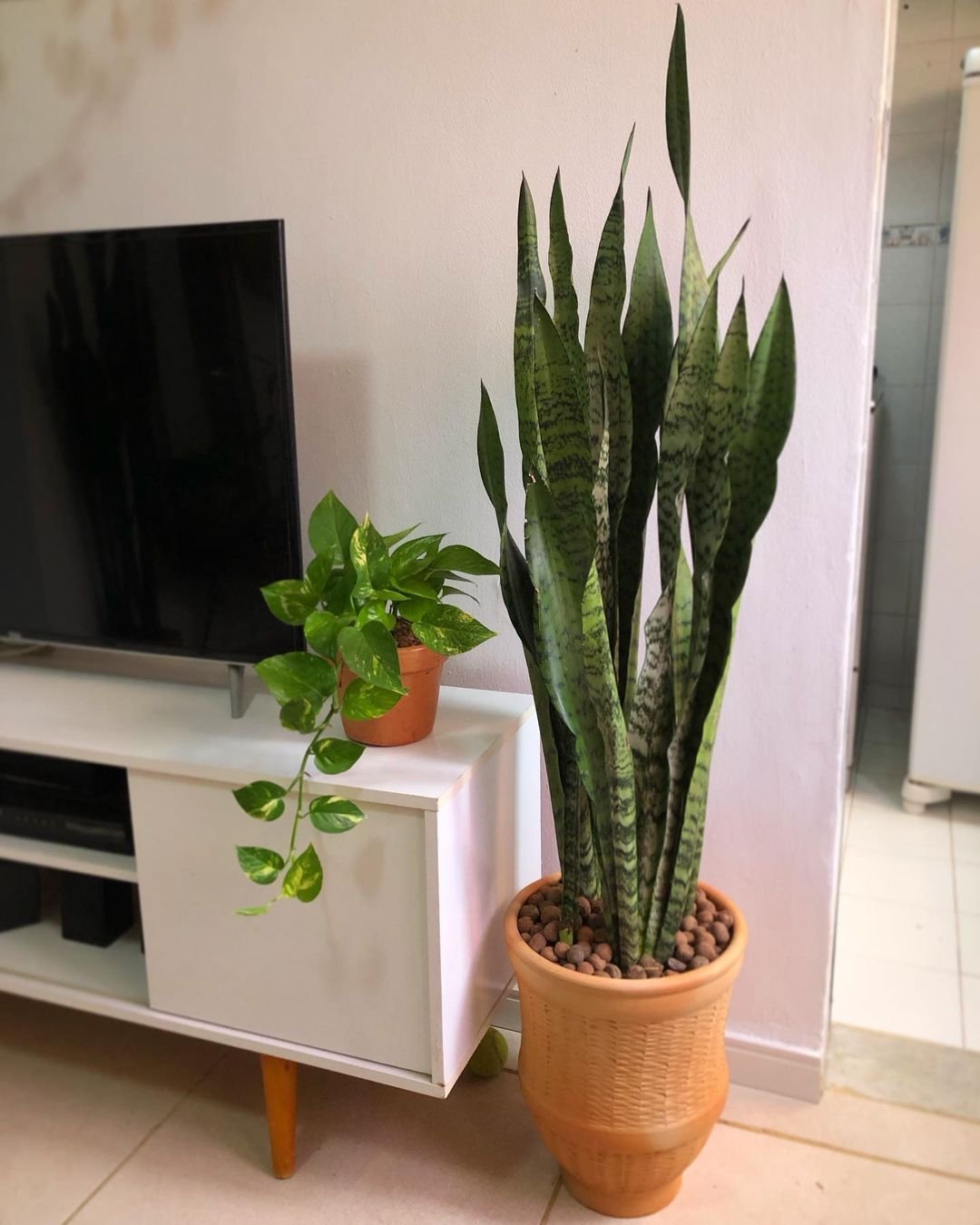 Decorative Snake Plant in black pot on wooden stand.