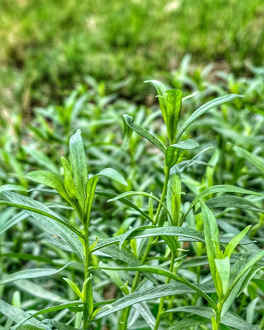 A close-up of vibrant green plants, including Tarragon, showcasing their lush foliage and natural beauty.