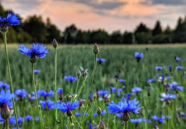 The Captivating World of Cornflowers: A Gardener’s Guide to Vibrant Blooms