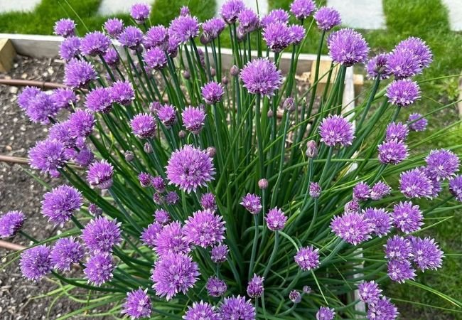 The Essential Guide to Growing Chives at Home