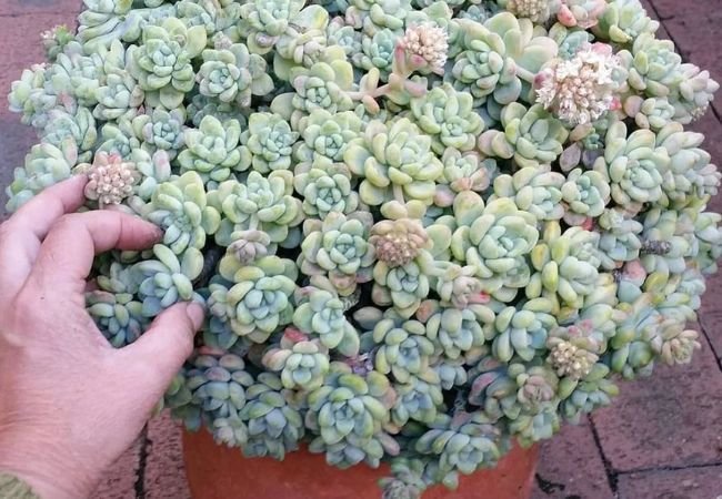 The Joy of Sedum: A Beginner’s Guide to Growing Captivating Succulents