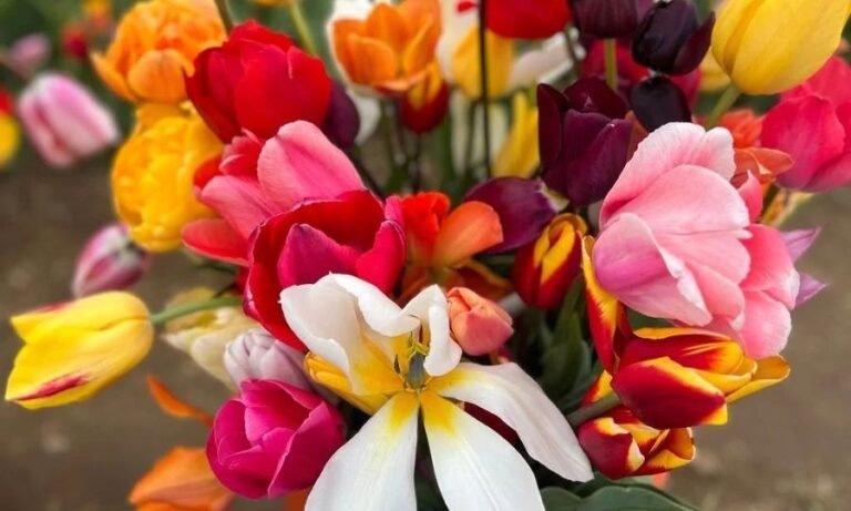The Ultimate Guide to Growing Stunning Tulips Flowers Plant