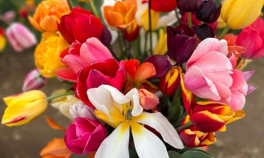 The Ultimate Guide to Growing Stunning Tulips Flowers Plant