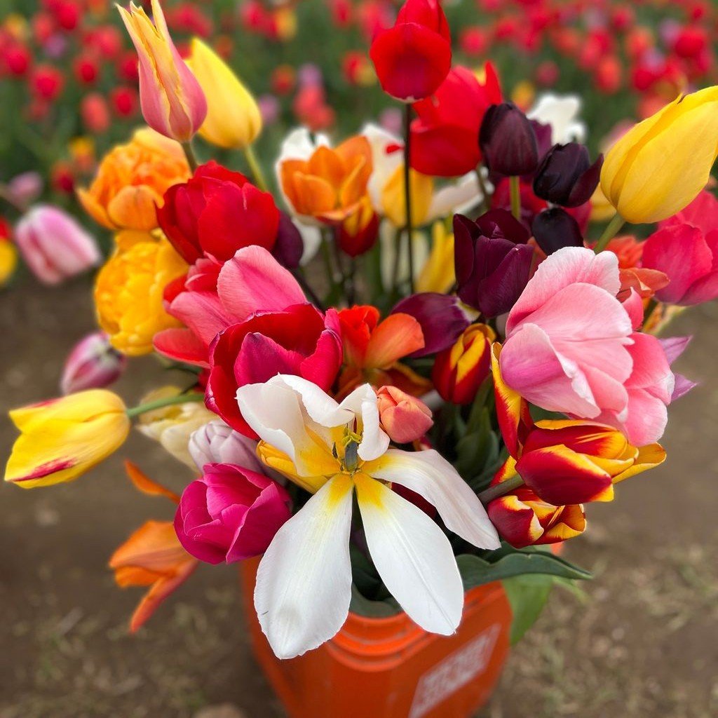 A vibrant field of tulips, showcasing a vase filled with colorful blooms. Nature's beauty captured in a single image.