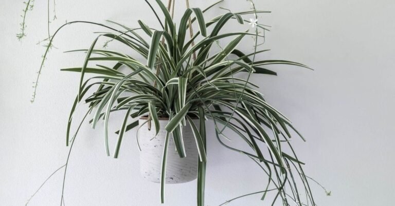 Unlock the Secrets of Growing Lush Spider Plants at Home