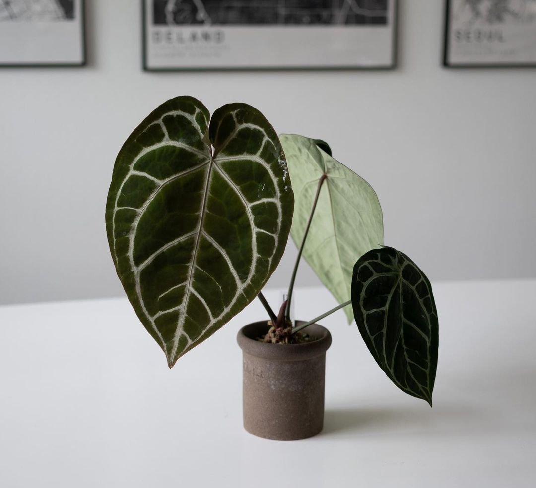 Anthurium plant in brown pot on white table.