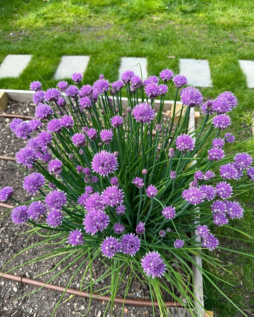 Purple chives flower blooming in a garden.