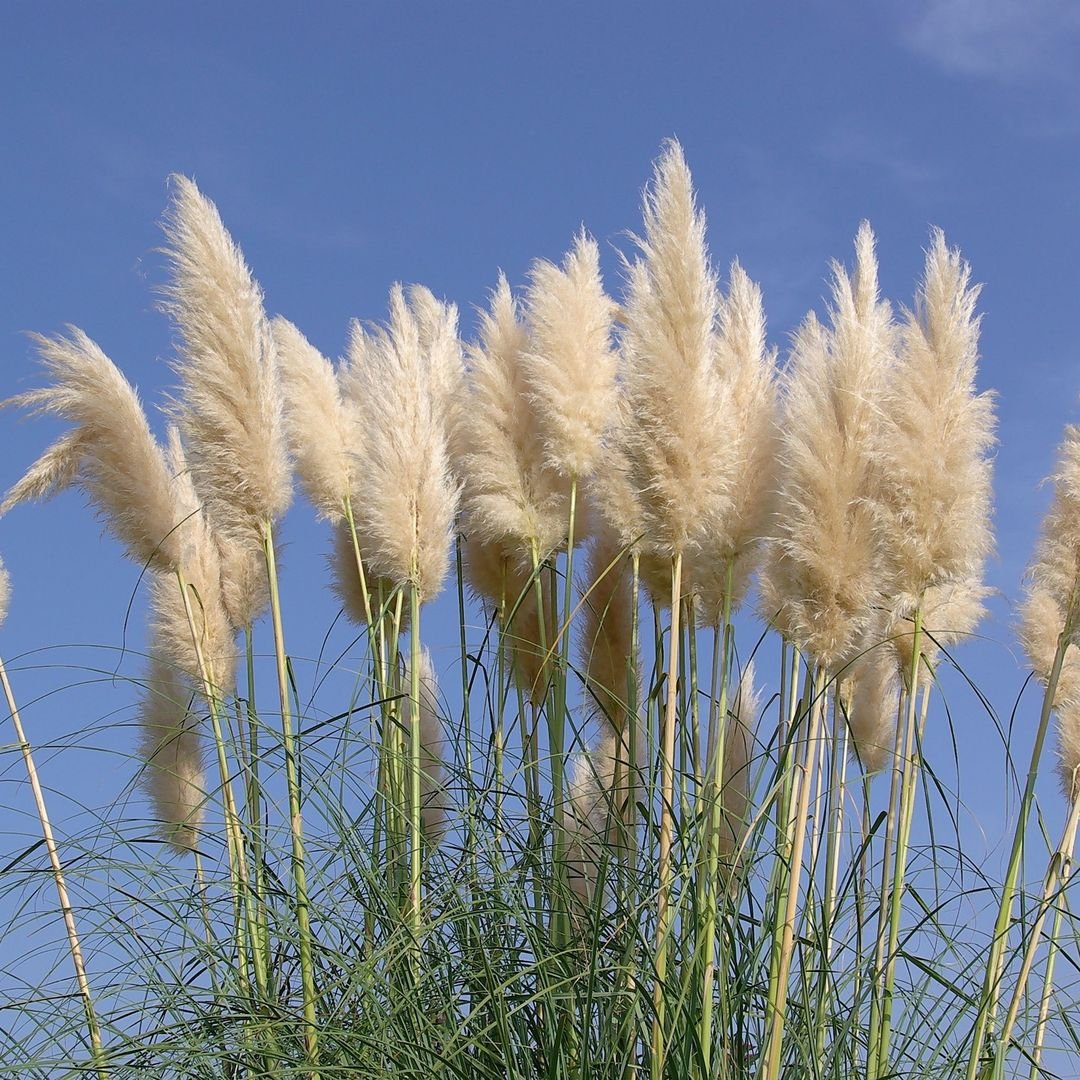 Image of pampas grasses with long stems.