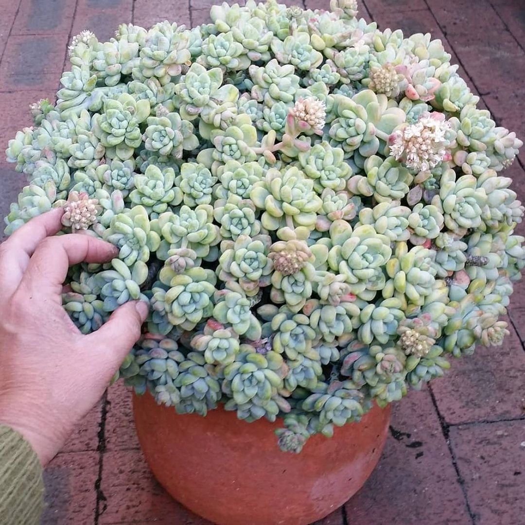 A person holding a potted plant with succulents, including sedums, adding a touch of greenery to the surroundings.