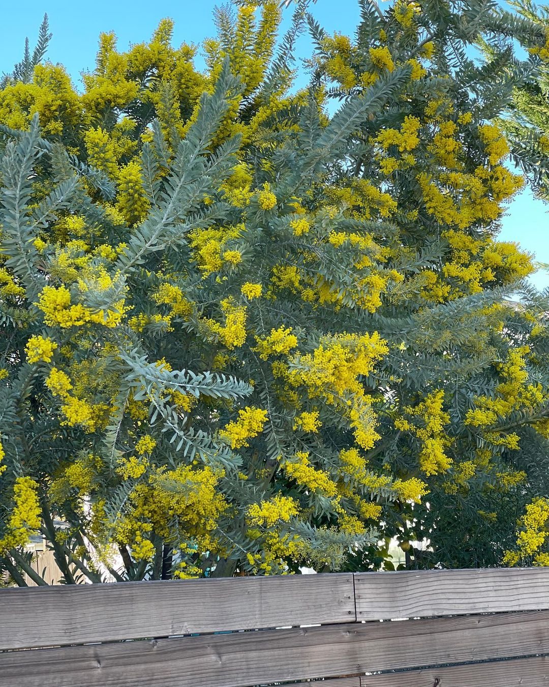 Yellow Acacia bush in bloom with vibrant flowers and green leaves.