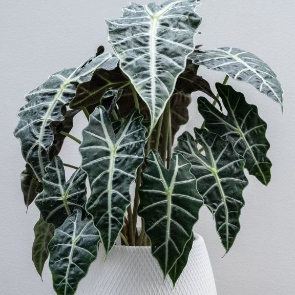  Green African Mask Alocasia plant in white vase.